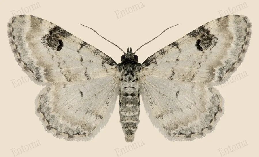 Lime-speck pug, Eupithecia centaureata, plate
