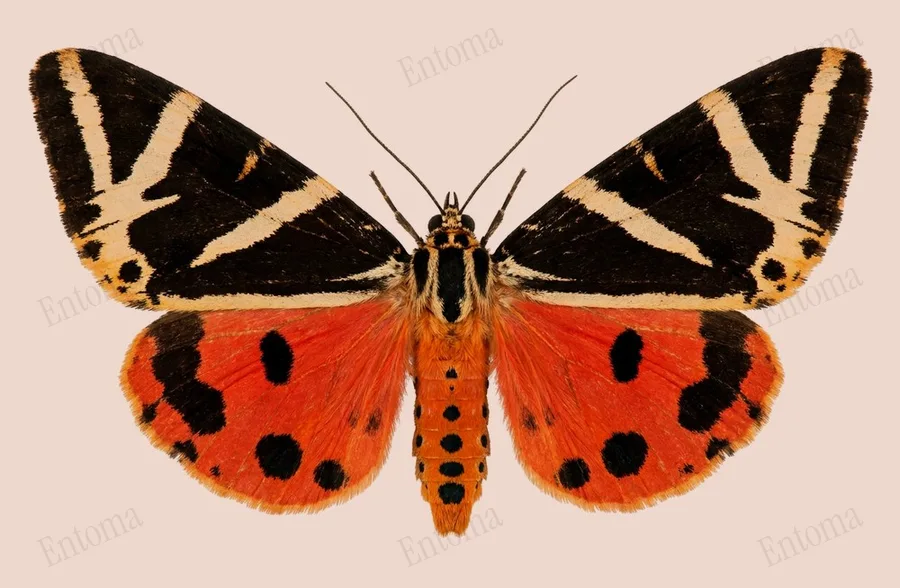 Jersey tiger, Euplagia quadripunctaria, plate