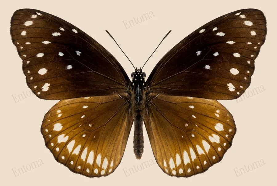 Euploea core, Euploea core, tavola