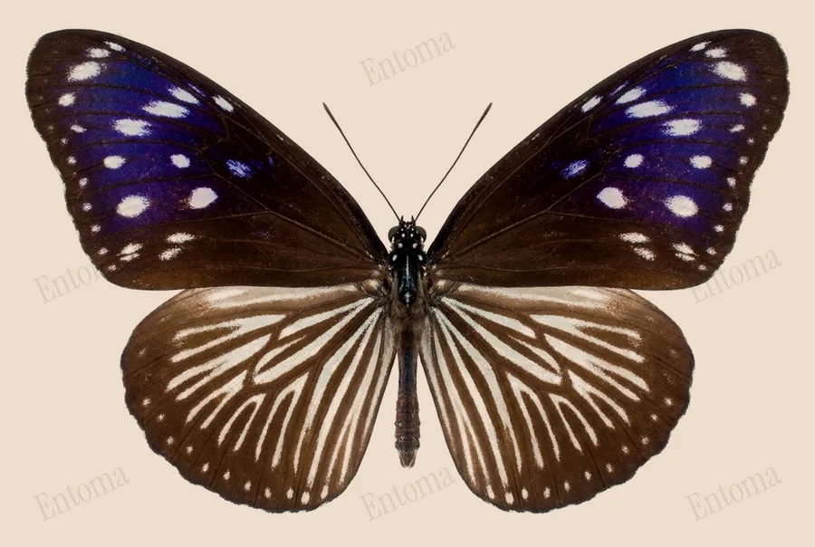 Euploea mulciber, Euploea mulciber, levha