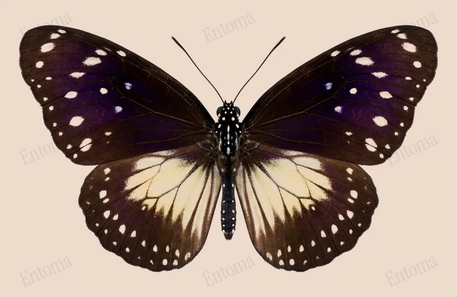 Euploea tulliolus（Euploea tulliolus）の図版