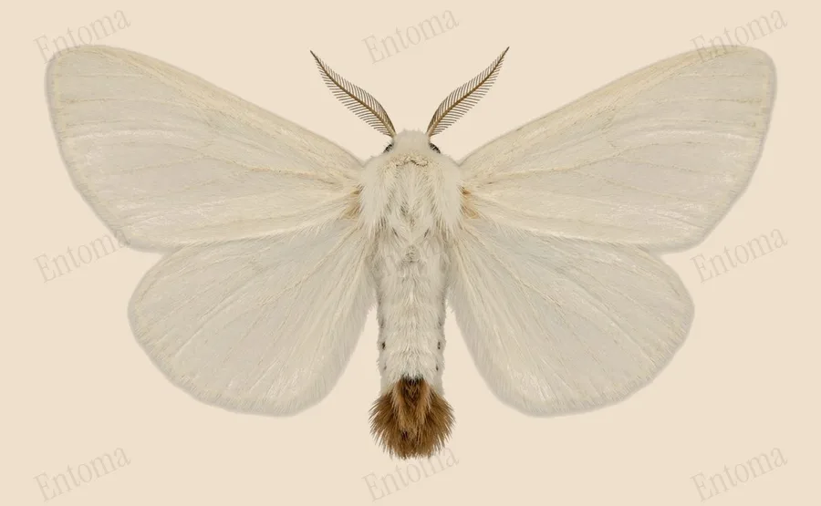 Brown-tail, Euproctis chrysorrhoea, plate