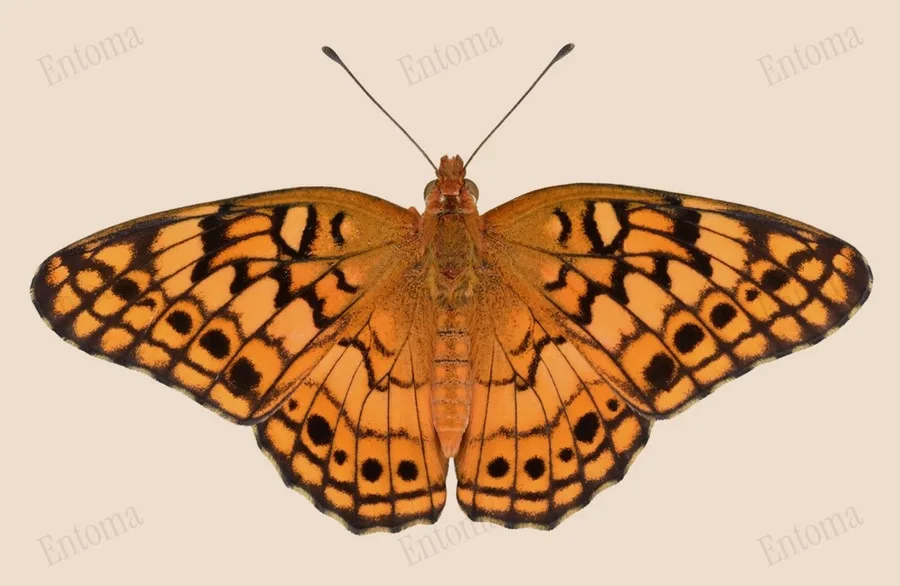 Variegated fritillary, Euptoieta claudia, plate