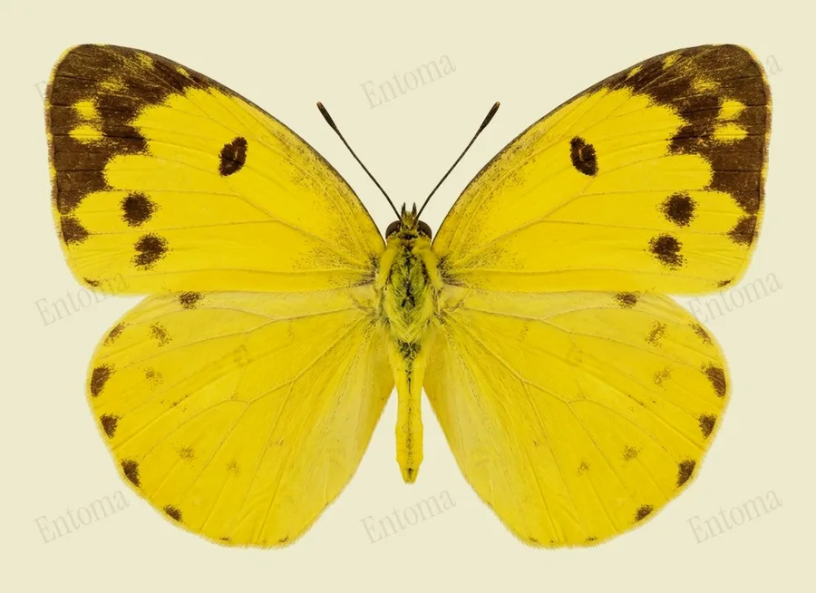 Eurema blanda, Eurema blanda, tavola
