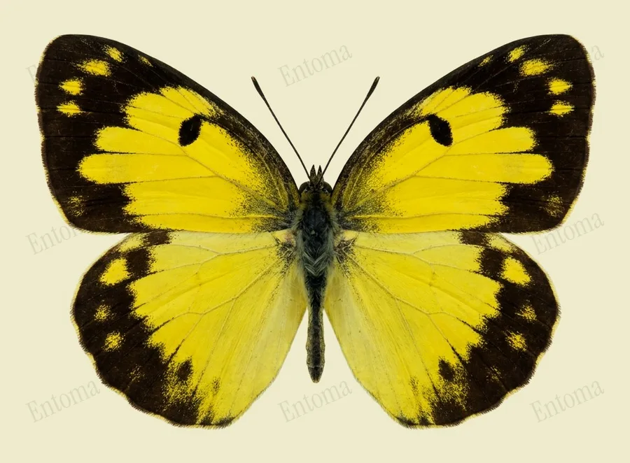 남방노랑나비(Eurema hecabe) 도판