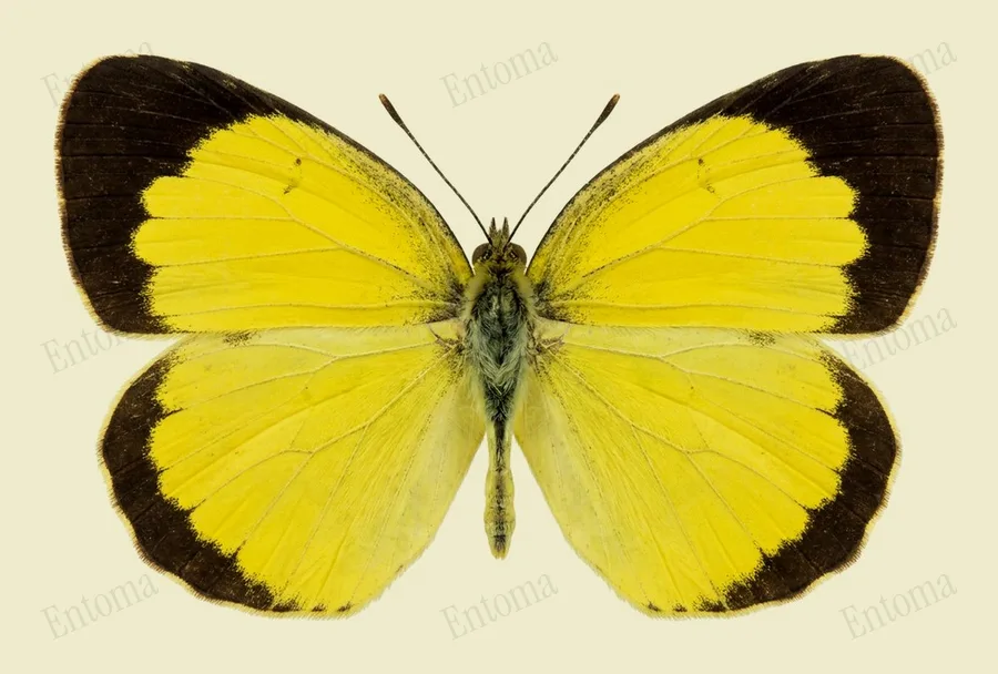 Eurema lisa, Eurema lisa, planche