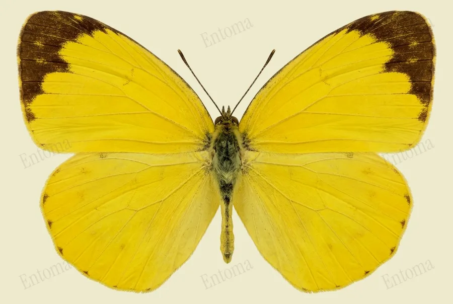 Eurema mandarina, Eurema mandarina, levha