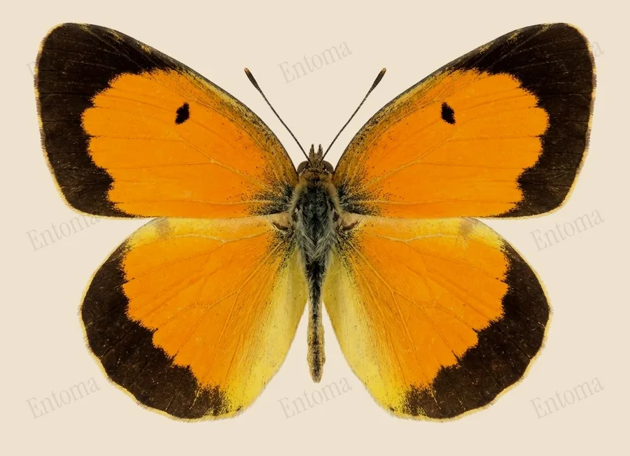 Sleepy orange, Eurema nicippe, plate