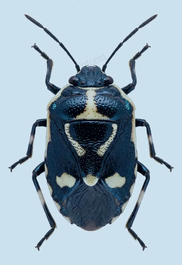 Brassica shieldbug, Eurydema oleracea, plate