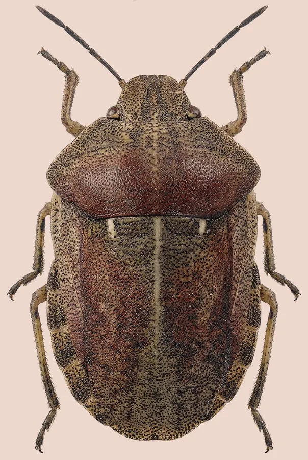 Tortoise bug, Eurygaster testudinaria, plate