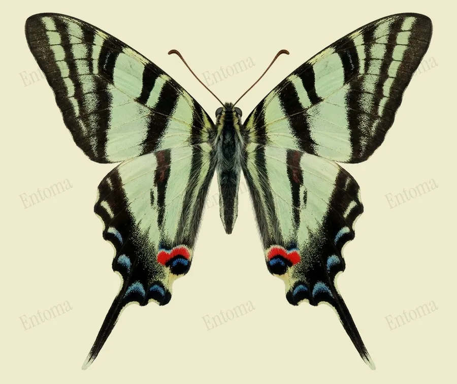 Zebra swallowtail, Eurytides marcellus, plate