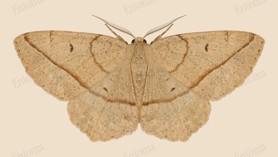 Eusarca confusaria, Eusarca confusaria, tavola