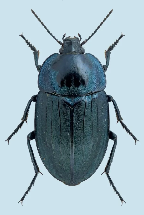 Eusilpha jakowlewi(Eusilpha jakowlewi) 도판