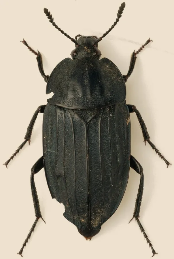 Eusilpha japonica, Eusilpha japonica, plaat
