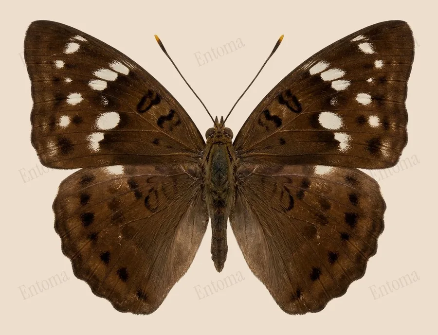 Euthalia aconthea, Euthalia aconthea, levha
