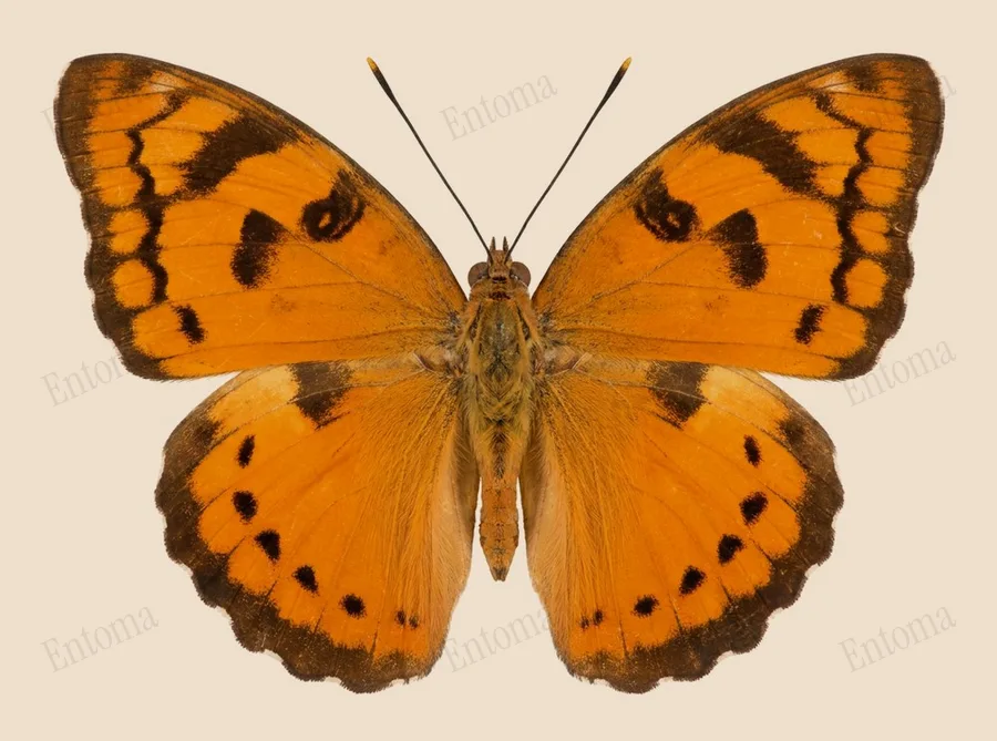 Euthalia nais, Euthalia nais, planche