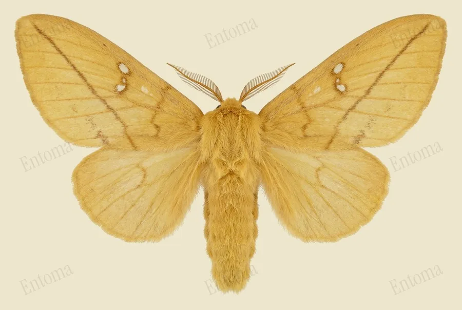 Drinker moth, Euthrix potatoria, plate