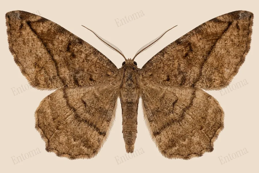 Eutrapela clemataria, Eutrapela clemataria, planche