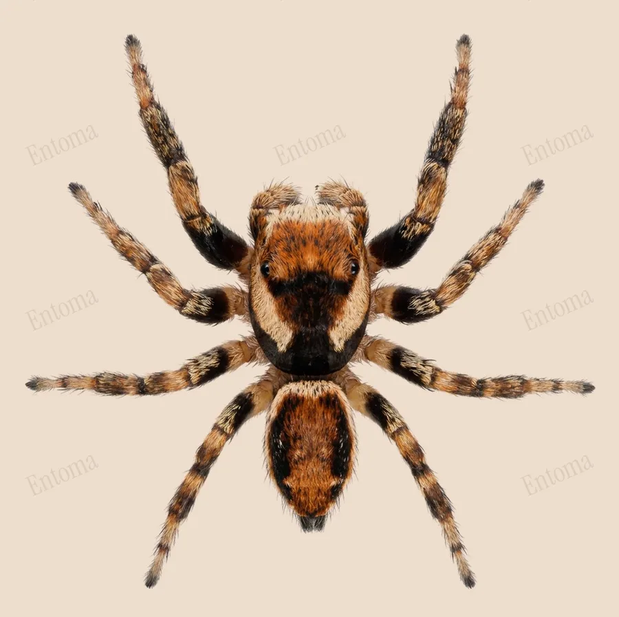 Evarcha falcata(Evarcha falcata) 도판