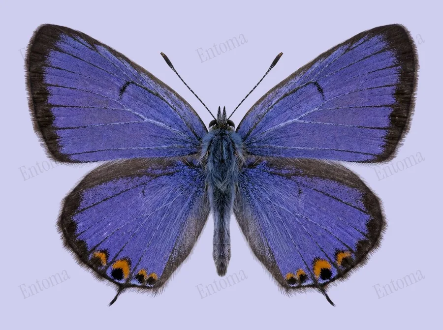 Eastern tailed-blue, Everes comyntas, plate