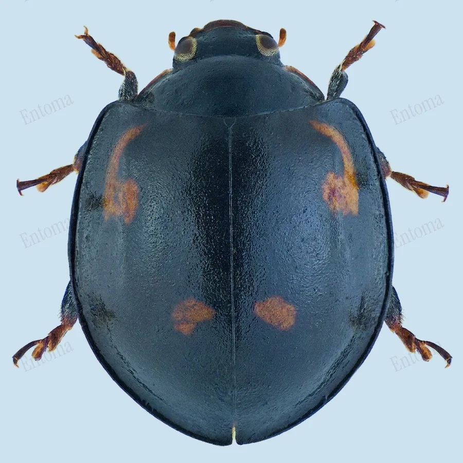 Pine ladybird, Exochomus quadripustulatus, plate