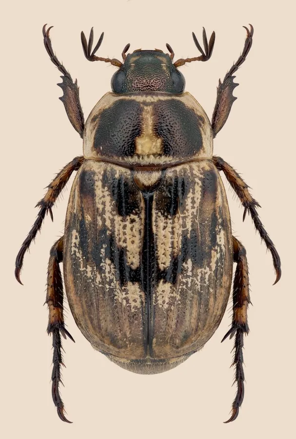 Oriental beetle, Exomala orientalis, plate