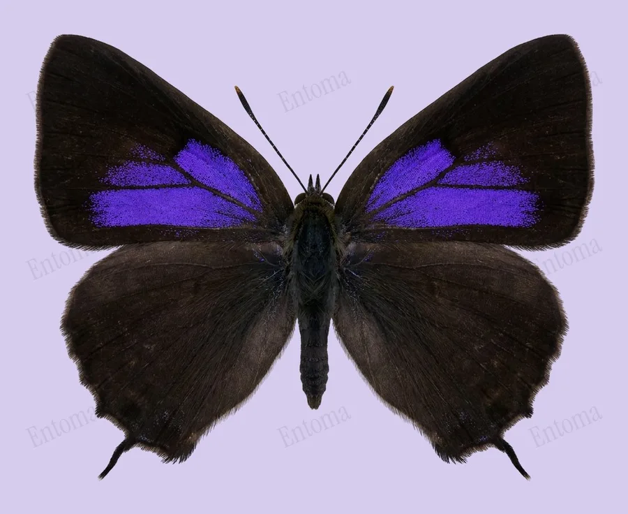 Purple hairstreak, Favonius quercus, plate