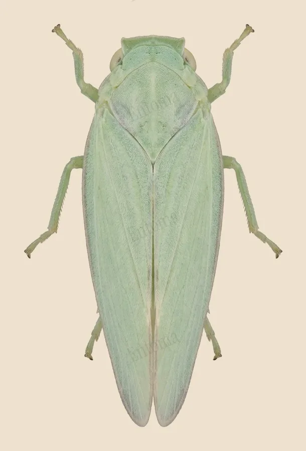Flatormenis proxima(Flatormenis proxima) 도판