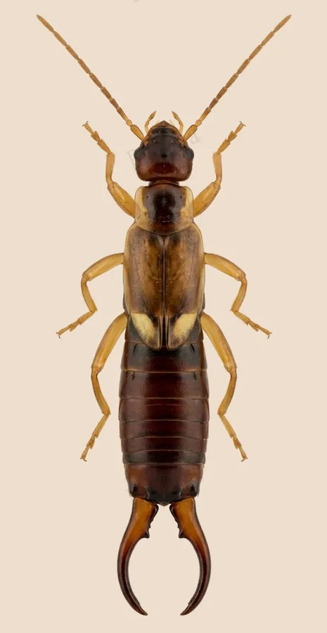 European earwig, Forficula auricularia, plate