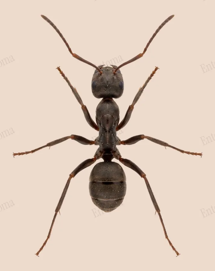 Formica japonica, Formica japonica, plaat