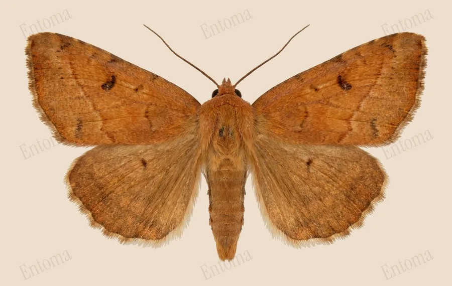 Wedgling, Galgula partita, plate