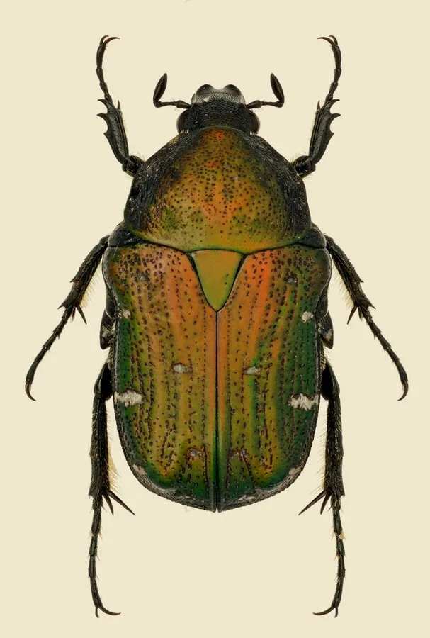 Gametis jucunda, Gametis jucunda, lámina
