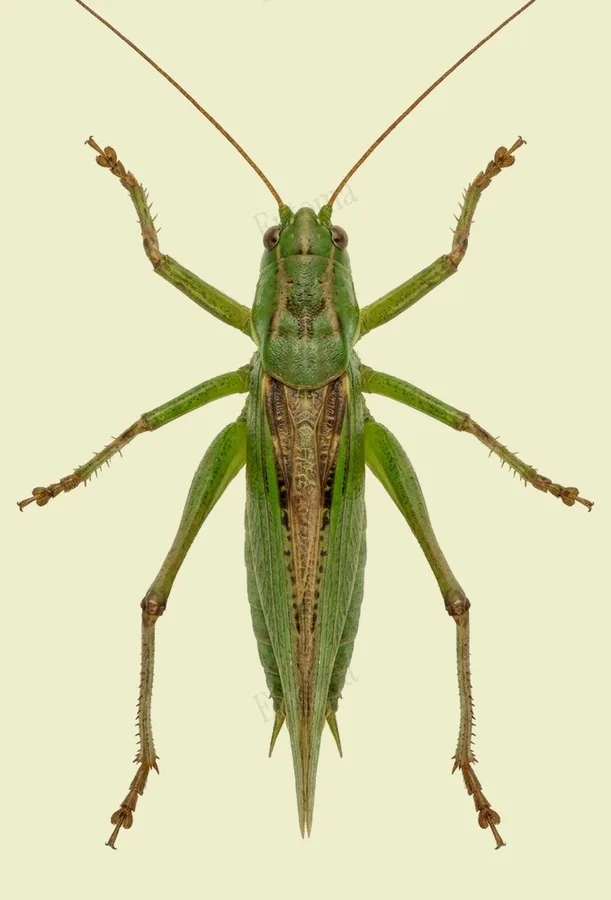 긴날개여치(Gampsocleis ussuriensis) 도판