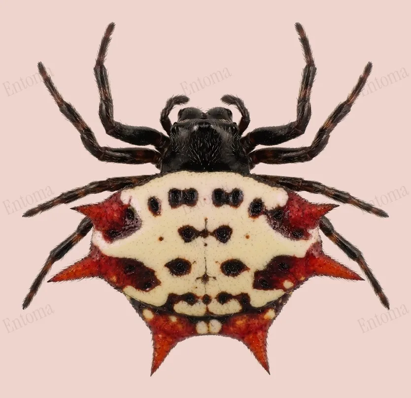 Gasteracantha cancriformis（Gasteracantha cancriformis）の図版