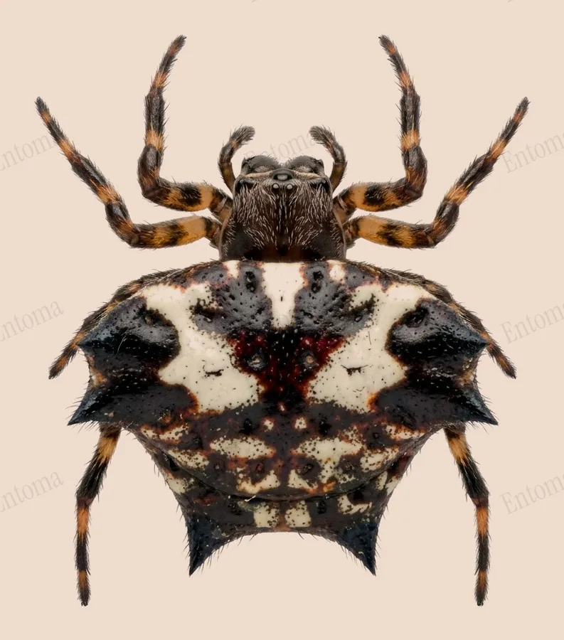 Gasteracantha kuhli, Gasteracantha kuhli, levha