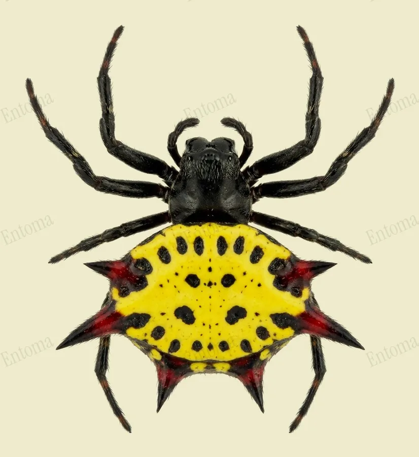 Gasteracantha sauteri(Gasteracantha sauteri) 도판