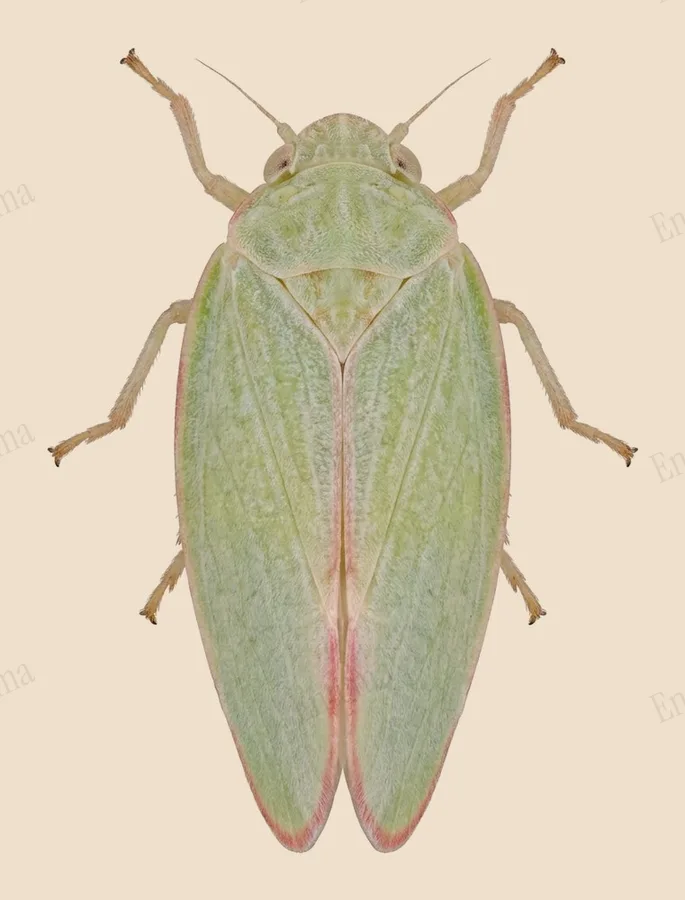 Geisha distinctissima, Geisha distinctissima, levha