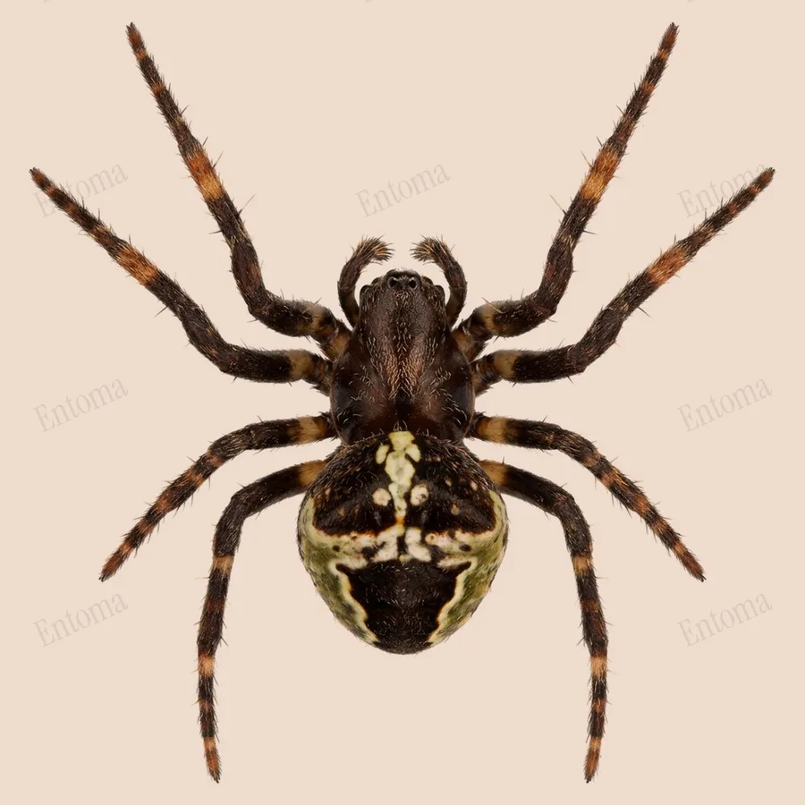 Gibbaranea bituberculata(Gibbaranea bituberculata) 도판