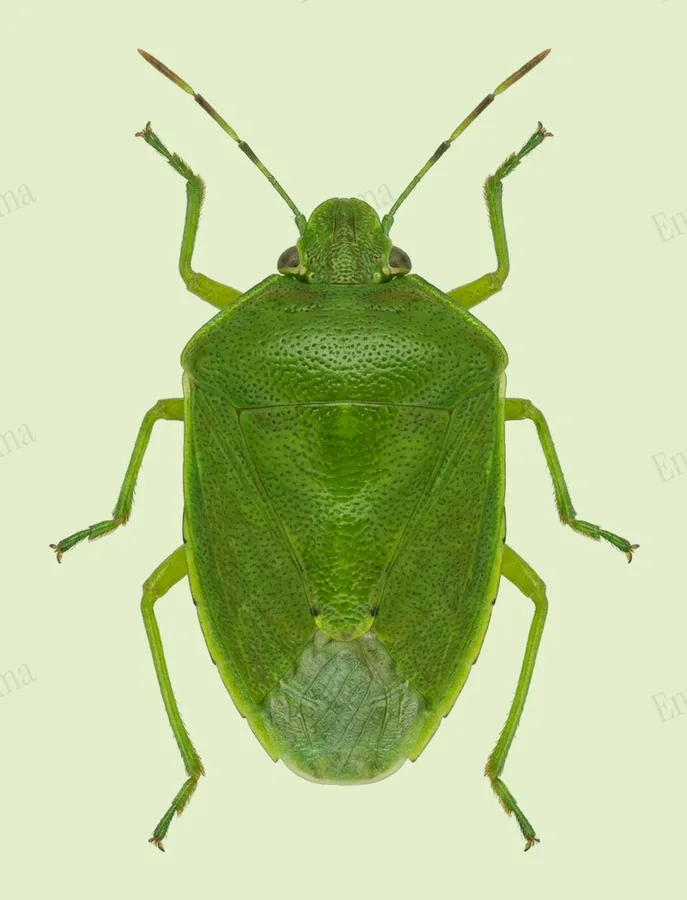Glaucias subpunctatus, Glaucias subpunctatus, plaat