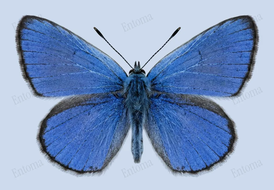 Glaucopsyche lygdamus（Glaucopsyche lygdamus）の図版