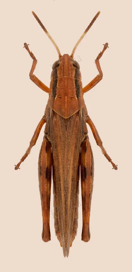 Rufous grasshopper, Gomphocerippus rufus, plate
