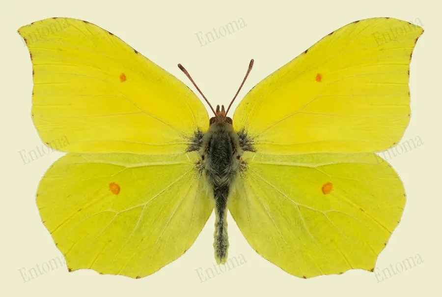 Common brimstone, Gonepteryx rhamni, plate