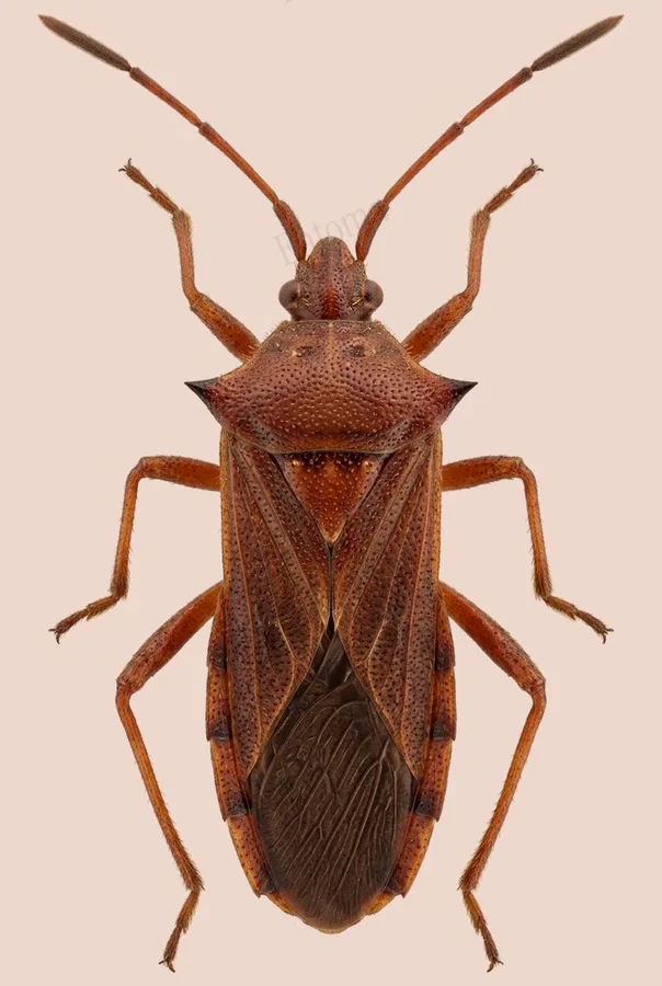 Box bug, Gonocerus acuteangulatus, plate