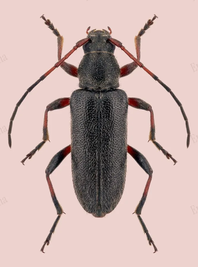 Common grammoptera, Grammoptera ruficornis, plate