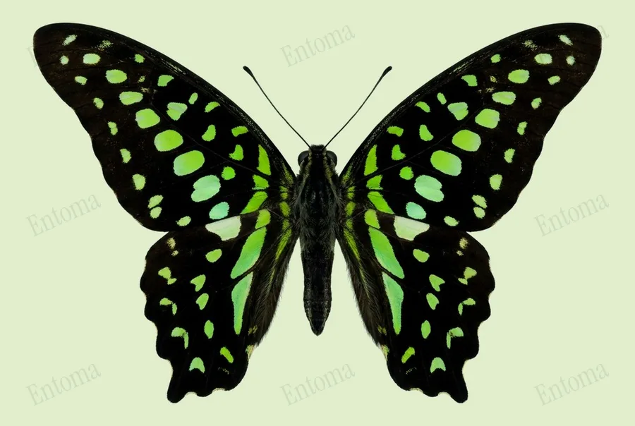 Graphium agamemnon, Graphium agamemnon, plaat