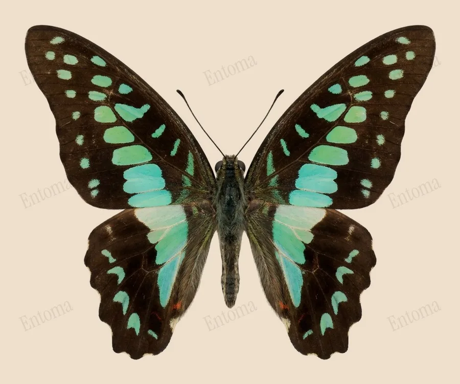 Graphium doson, Graphium doson, tavola