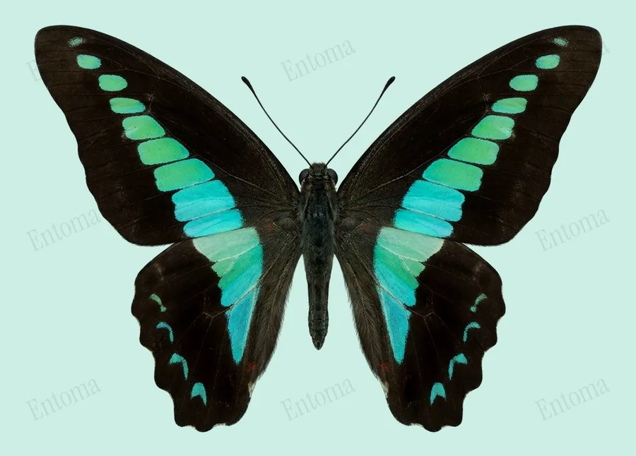 청띠제비나비(Graphium sarpedon) 도판