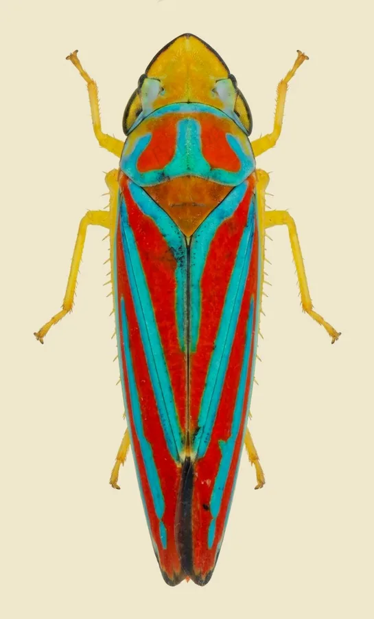 Red-banded leafhopper, Graphocephala coccinea, plate