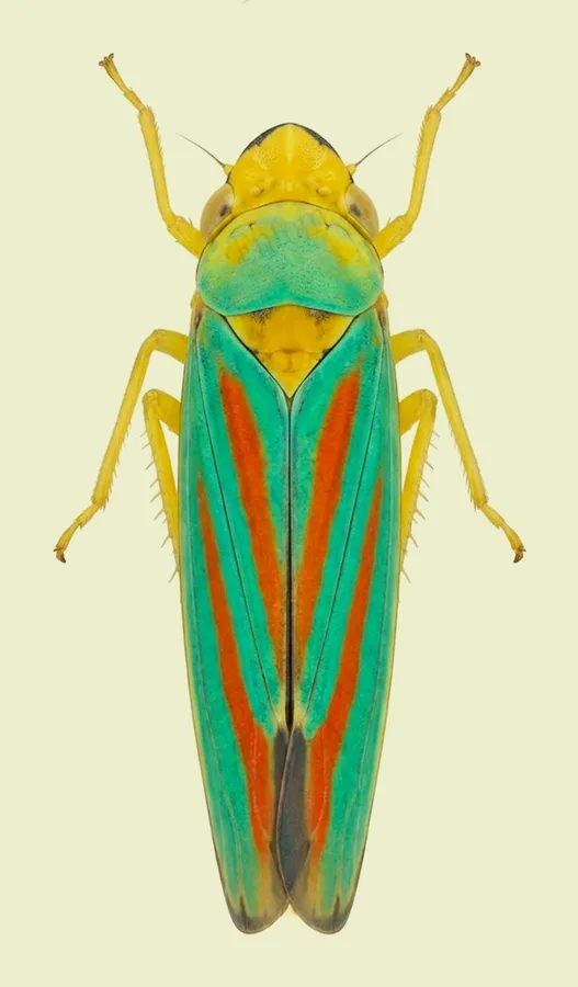 Rhododendron leafhopper, Graphocephala fennahi, plate