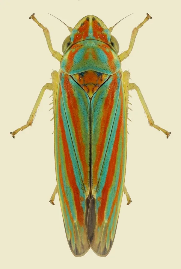 Graphocephala versuta(Graphocephala versuta) 도판
